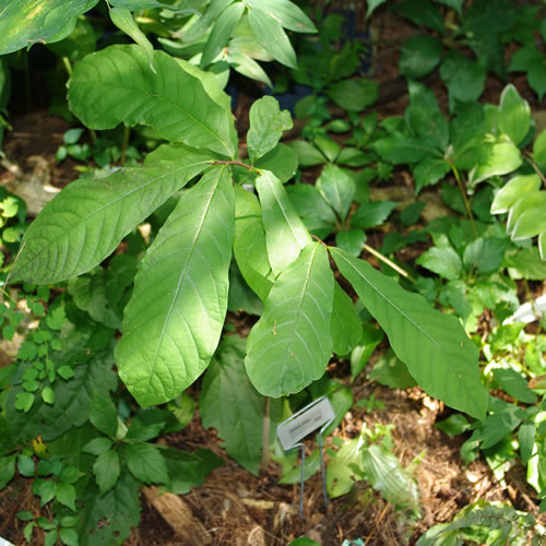 Asimina triloba